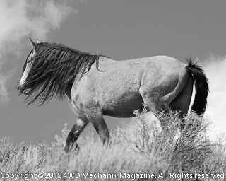 B&W Aging and Wise Stallion