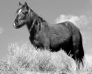 B&W of Growing Up in the Wild Horse Country!